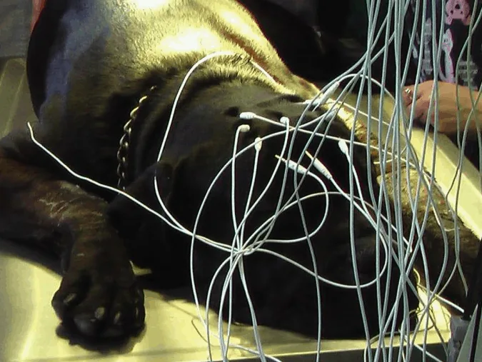 Câine cu electrozi EEG montați, în timpul înregistrării