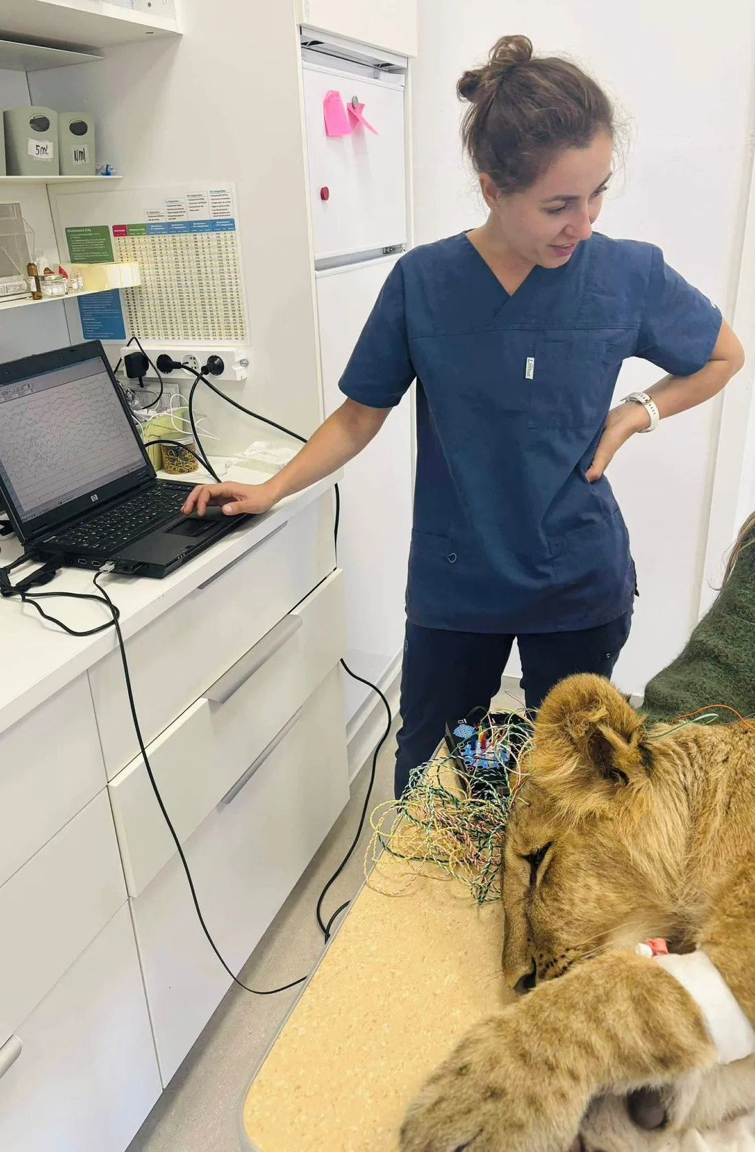 Dr. Demény Helga urmărește înregistrarea EEG a unui pui de leu cu epilepsie